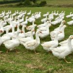 British goose producers are bringing Christmas right to your front door