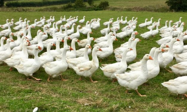British Goose Producers’ talk Bird Flu