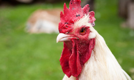 Bird flu identified in Suffolk