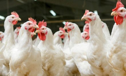 Avian Influenza national prevention zone declared