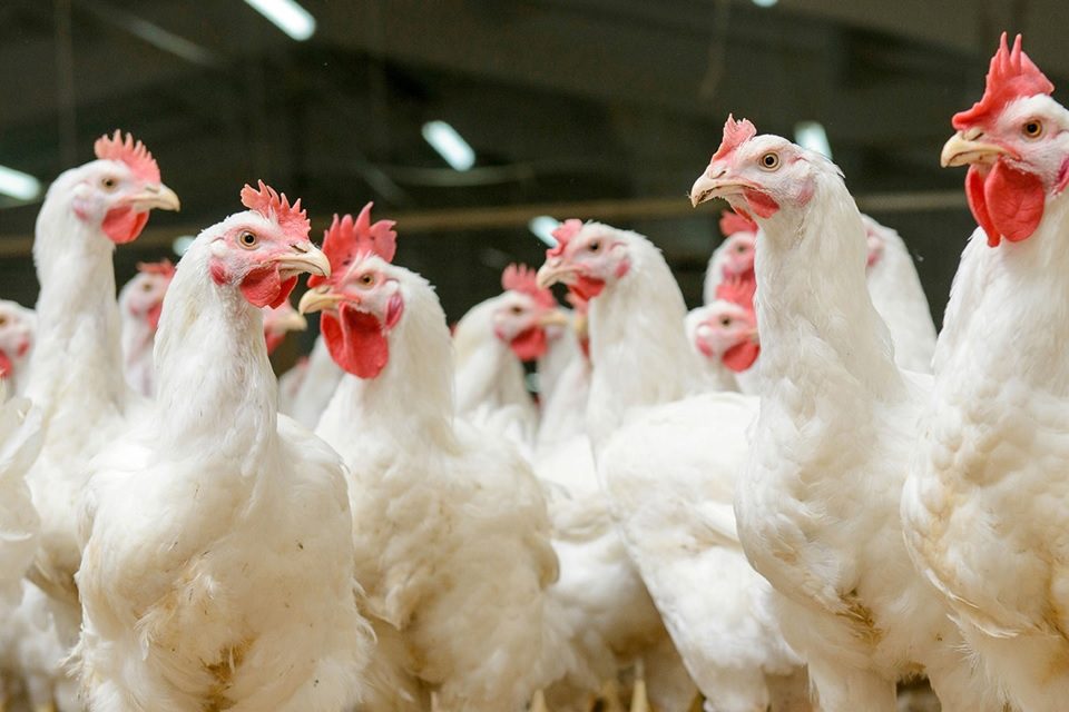 Avian Influenza confirmed at UK farms