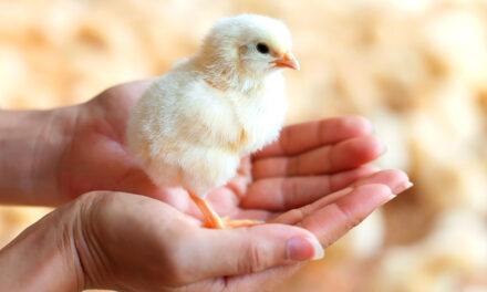Ensuring Britain remains a global hub of poultry breeding stock
