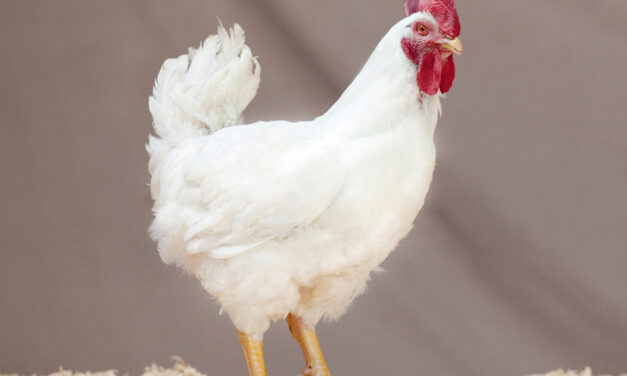 Highly pathogenic Avian flu confirmed at UK farm